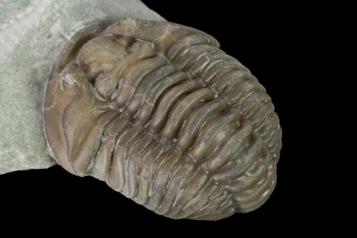 Long, Partially Enrolled Flexicalymene Trilobite - Mt Orab, Ohio #137507